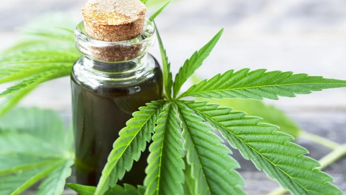 Cannabis bei der Arbeit – ITC Lexikon