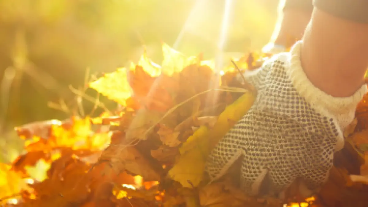 ITC Thema des Monats bild für 2026 Oktober | Gartenarbeit im Herbst